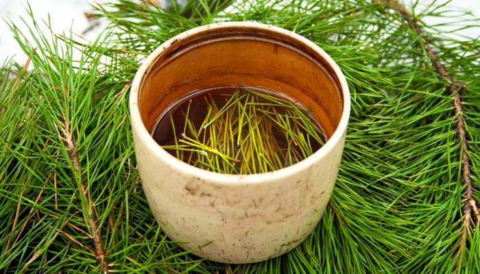 How to Make Pine Needle Tea